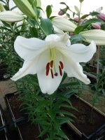 [3518 PO34 Villa Blanca No102.JPG]